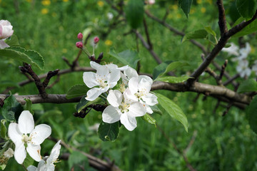 Apple tree