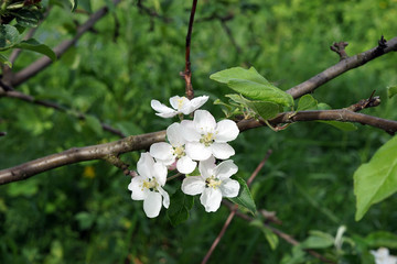 Apple tree