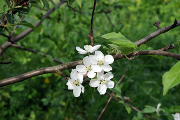 Apple tree