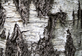 Old cracked birch bark. texture, background, nature.
