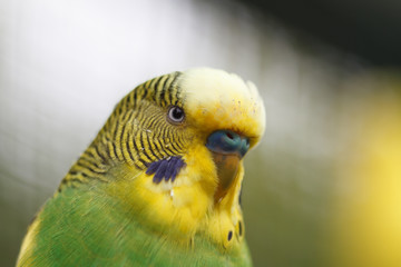 A wavy parrot close-up. Yellow-green exotic parrot, closeup.