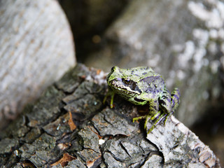 Anuran on the tree close up, macro