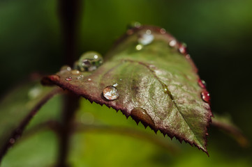 Rain drops on green rose leaves close-up. Plants in the garden.