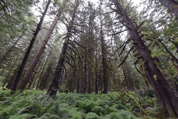 Obraz premium North Cascades Mountains Forests Landscapes Pacific North West