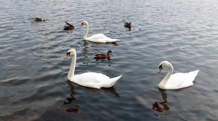 Fototapeta premium Swans and ducks on Yeadon Tarn, Leeds