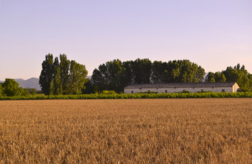 Fototapeta na wymiar Golden twilight in countryside field with a farm and wheat field.