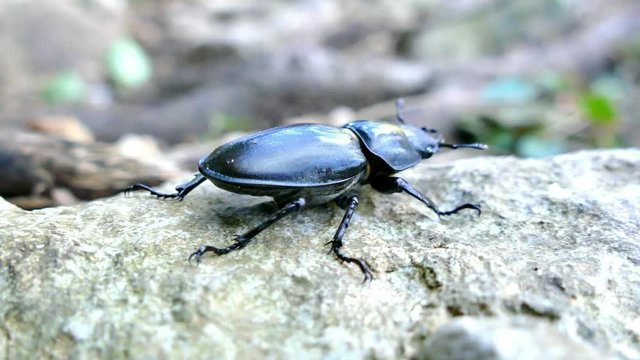 Stag beetle (Lucanus cervus) female moving on a rock, UHD