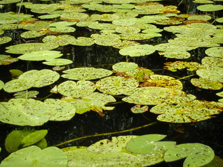 Green eaten up water lilly leaves on water surface