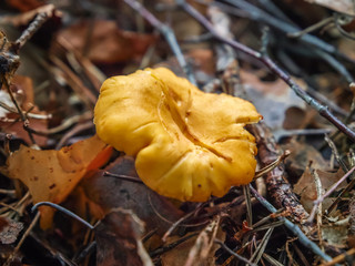 wild brown girolle mushroom growing in the shadow of a pine forest