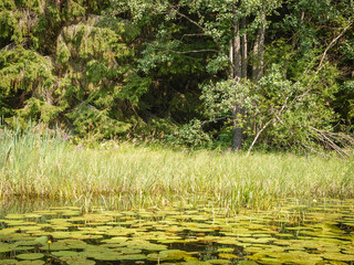 Thick forest surrounding a lake with water lilies