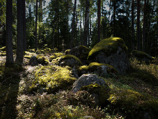 Deep and dark forest in finland with rays of light falling on mossy rocks