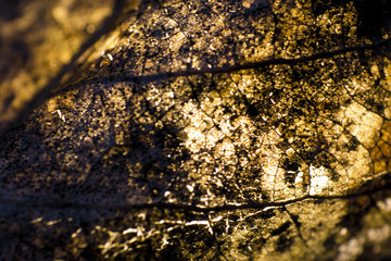 Last year's leaves