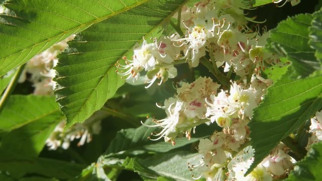 Chestnut tree. Blooming chestnut. Swaying Branches Inflorescence chestnut in slow motion