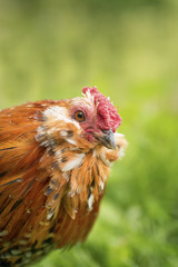 Curious Antwerp rooster