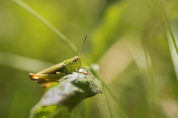 Macro of cricket insect