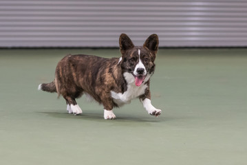 Small brindle and white Cardigan Corgi walking right across the floor looking at camera with mouth open and tongue out