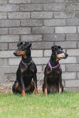 Two Manchester Terriers sitting on grass in front of a grey wall looking in opposite directions
