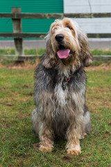 Full portrait of Otterhound in a field looking towards the camera with tongue out