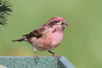 Male Purple Finch (Carpodacus purpureus)