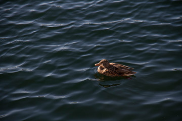 Duck stays alone on calming water