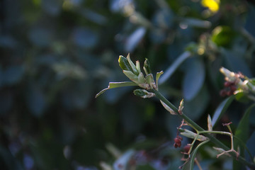 Fototapeta na wymiar Green branch with blurred background