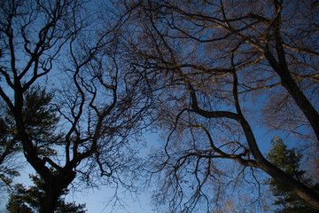 Silhouette trees without leaves and dark blue sky