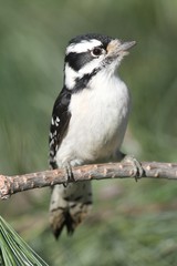 Downy Woodpecker (Picoides pubescens)