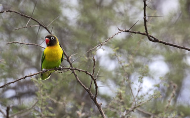 Colorful lovebird in a tree, Tanzania © gdvcom