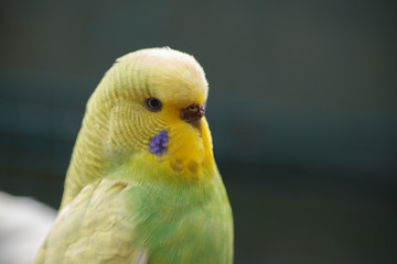 Yellow-green wavy parrot on a dark green natural background. Portrait of a parrot close-up.