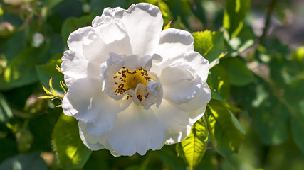 Wild white rose. Beautiful sun on the flowerbeds.