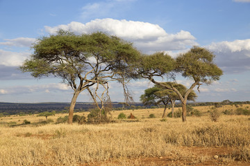 Obraz premium Landscape of Tarangire national park, Tanzania