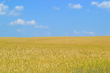 Golden wheat field with blue sky in background