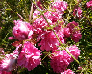 Pink Flowers
