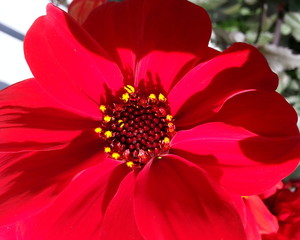 Red Dahlia