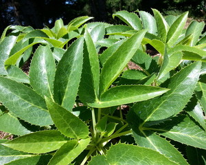 Plant with Green Leaves