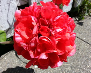 Red Flower