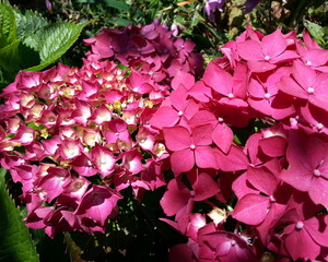 Red Hydrangea Blossoms