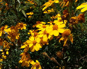 Yellow Flower with Brown Center