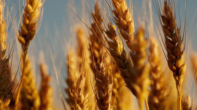 Yellow wheat spike close-up in sunlight glint at sunset