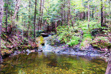 A natural river with stones in the middle of a big Canadian forest.