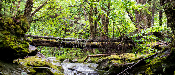 A natural river with a tree trunk in the middle of a big Canadian forest.