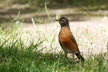American red breasted robin