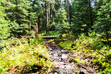 Obraz premium A natural river with stones in the middle of a big Canadian forest.