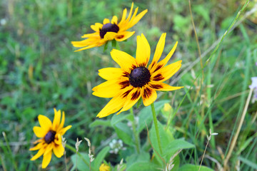 Rudbekia. Piękne, żółte kwiaty w środku lata.
