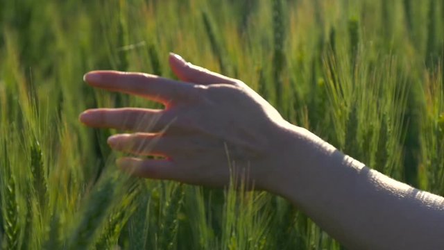 Female hand close-up on a wheat field
