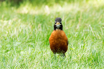 American Red Breasted Robin