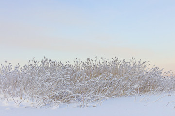 Reed covered with hoarfrost against the blue sky
