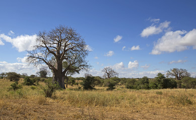 Baobab tree in Tarangire national park, Tanzania