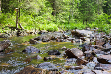 Fototapeta na wymiar A small stream to a large wet stones in green forest.