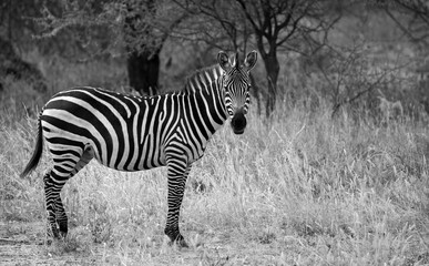 Fototapeta na wymiar Black and white image of a zebra taken in Tarangire national park, Tanzania